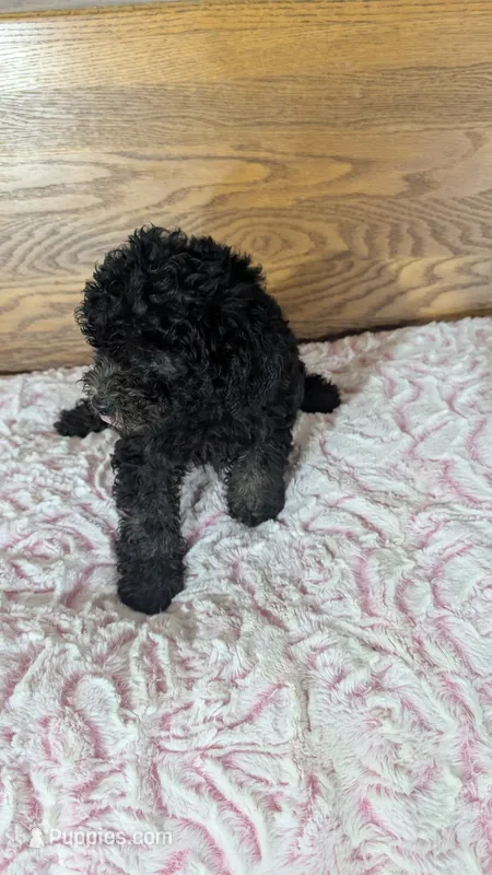 Petunias  – Poodle - Toy  puppy for sale in Shipshewana, IN