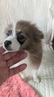 Happy , a female Pomeranian for sale in Shipshewana, IN – 5 of 10