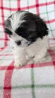 Duke , a male Shih Tzu for sale in Shipshewana, IN – 9 of 10