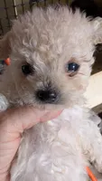 Serena, a female Pomapoo for sale in Shipshewana, IN – 4 of 9