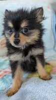 Royal , a male Pomeranian for sale in Shipshewana, IN – 8 of 10
