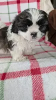 Duke , a male Shih Tzu for sale in Shipshewana, IN – 10 of 10