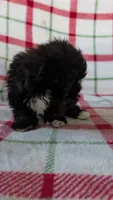 Lorrie , a female Maltipom for sale in Shipshewana, IN – 10 of 10
