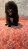 Gus, a male Pomeranian for sale in Shipshewana, IN – 5 of 10