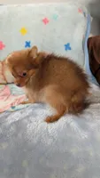 Luna , a female Pomeranian for sale in Shipshewana, IN – 7 of 10