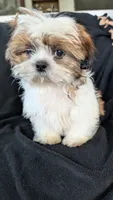 Jax, a male Shih Tzu for sale in Shipshewana, IN – 10 of 10