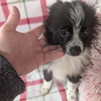 Nova, a male Pomeranian for sale in Shipshewana, IN – Photo 4 of 10