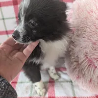 Nova, a male Pomeranian for sale in Shipshewana, IN – Photo 6 of 10