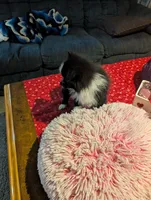 Nova, a male Pomeranian for sale in Shipshewana, IN – Photo 4 of 10