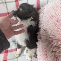 Nova, a male Pomeranian for sale in Shipshewana, IN – Photo 7 of 10