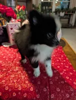 Nova, a male Pomeranian for sale in Shipshewana, IN – Photo 6 of 10