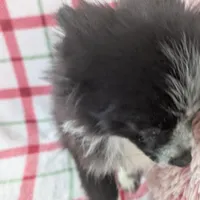 Nova, a male Pomeranian for sale in Shipshewana, IN – Photo 3 of 10