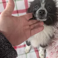 Nova, a male Pomeranian for sale in Shipshewana, IN – Photo 8 of 10