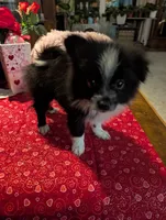 Nova, a male Pomeranian for sale in Shipshewana, IN – Photo 8 of 10