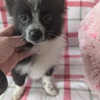 Nova, a male Pomeranian for sale in Shipshewana, IN – Photo 1 of 10