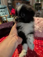 Nova, a male Pomeranian for sale in Shipshewana, IN – Photo 9 of 10