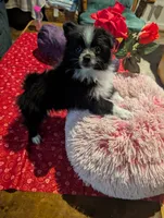 Nova, a male Pomeranian for sale in Shipshewana, IN – Photo 2 of 10