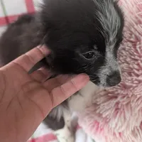 Nova, a male Pomeranian for sale in Shipshewana, IN – Photo 2 of 10