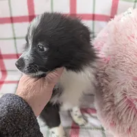 Nova, a male Pomeranian for sale in Shipshewana, IN – Photo 5 of 10