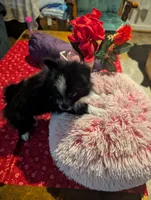 Nova, a male Pomeranian for sale in Shipshewana, IN – Photo 7 of 10