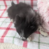 Nova, a male Pomeranian for sale in Shipshewana, IN – Photo 10 of 10