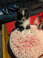 Nova, a male Pomeranian for sale in Shipshewana, IN – Photo 5 of 10