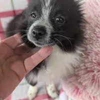 Nova, a male Pomeranian for sale in Shipshewana, IN – Photo 9 of 10