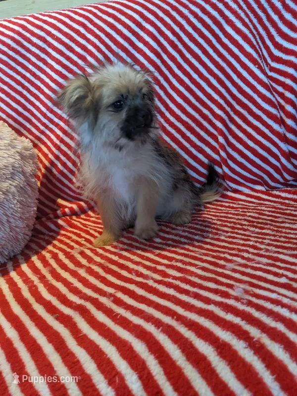 Naler, a male Shiranian for sale in Shipshewana, IN – Photo 1 of 1