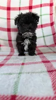 Lorrie , a female Maltipom for sale in Shipshewana, IN – 2 of 10