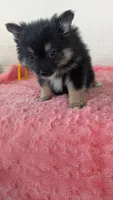 Bo- bo, a female Pomeranian for sale in Shipshewana, IN – 7 of 10