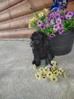 Petunias , a female Poodle - Toy  for sale in Shipshewana, IN – 5 of 9