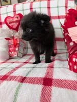 Dantie, a female Pomeranian for sale in Shipshewana, IN – Photo 6 of 9