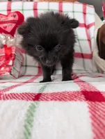 Dantie, a female Pomeranian for sale in Shipshewana, IN – Photo 1 of 9