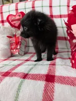 Dantie, a female Pomeranian for sale in Shipshewana, IN – Photo 4 of 9