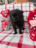 Dantie, a female Pomeranian for sale in Shipshewana, IN – Photo 8 of 9