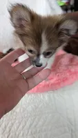 Buttercup , a female Pomeranian for sale in Shipshewana, IN – 8 of 8