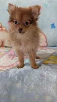 Luna , a female Pomeranian for sale in Shipshewana, IN – 10 of 10