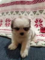 Lane, a male Shih Tzu for sale in Shipshewana, IN – Photo 1 of 10
