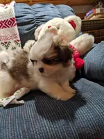 Lane, a male Shih Tzu for sale in Shipshewana, IN – Photo 6 of 10