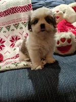 Lane, a male Shih Tzu for sale in Shipshewana, IN – Photo 2 of 10