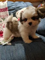 Lane, a male Shih Tzu for sale in Shipshewana, IN – Photo 5 of 10