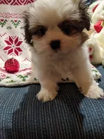Lane, a male Shih Tzu for sale in Shipshewana, IN – Photo 7 of 10