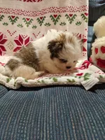 Lane, a male Shih Tzu for sale in Shipshewana, IN – Photo 8 of 10
