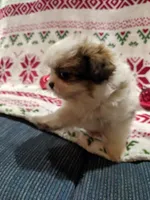 Lane, a male Shih Tzu for sale in Shipshewana, IN – Photo 4 of 10