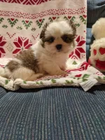 Lane, a male Shih Tzu for sale in Shipshewana, IN – Photo 10 of 10