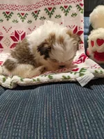 Lane, a male Shih Tzu for sale in Shipshewana, IN – Photo 9 of 10