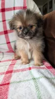Joann, a female Pomapoo for sale in Shipshewana, IN – 5 of 10