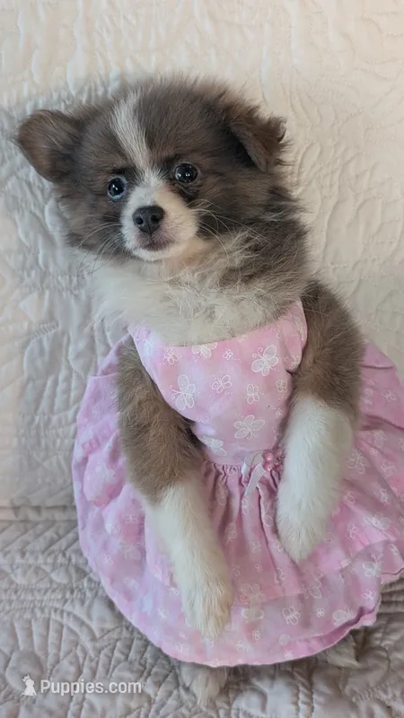 Happy  – Pomeranian puppy for sale in Shipshewana, IN