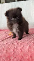 Crunchy , a female Pomeranian for sale in Shipshewana, IN – 6 of 10