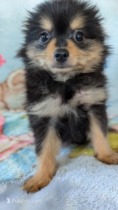 Royal  – Pomeranian puppy for sale in Shipshewana, IN